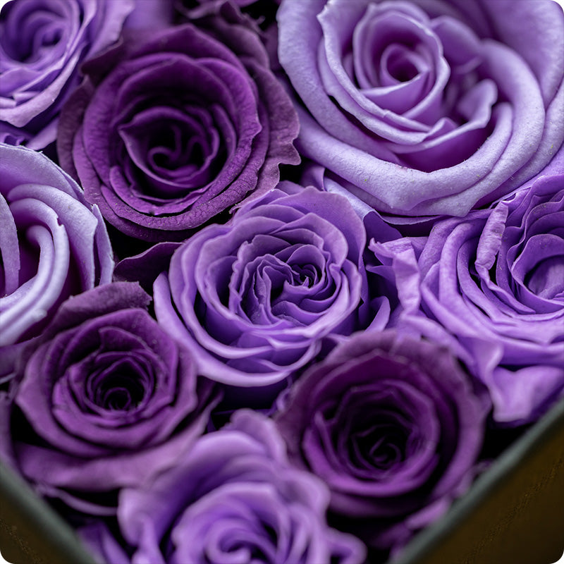 Purple Rose Mix